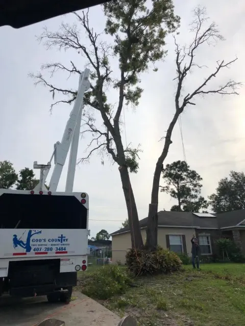 Chip truck and boom lift set up at a dead double-trunk tree leaning over a DeLand home