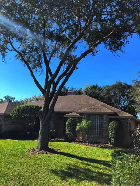 Cleanly reduced and shaped mature oak crown against blue sky after crown reduction in DeLand, FL