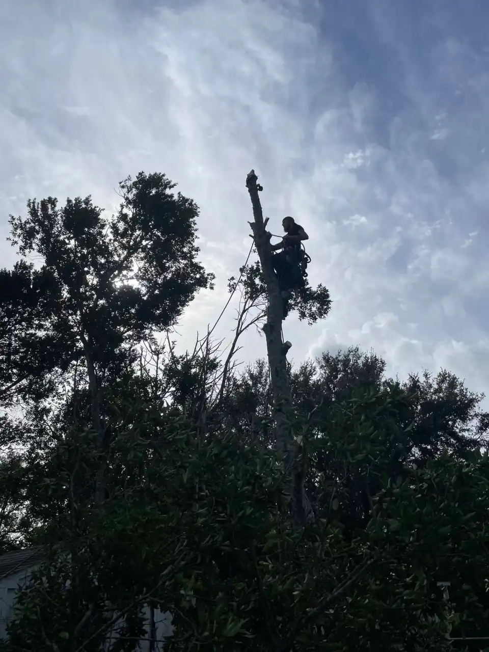 Climber topping a storm-damaged tree spar against the sky during emergency tree service near DeLand, FL